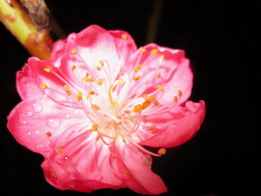  再见桃花时