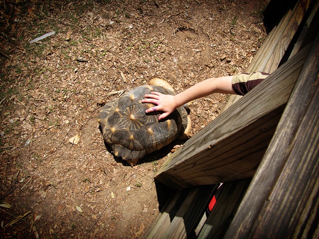 [zoojoetouchingturtle[4].jpg]