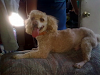 Hermoso Semental French Poodle  Apricot Rojo