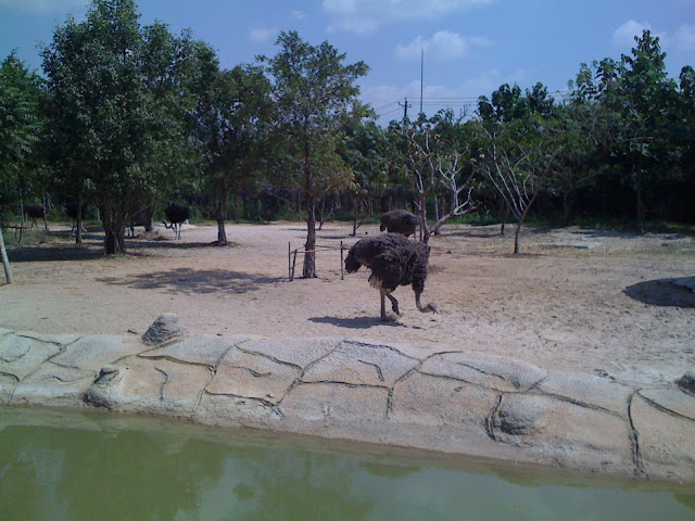 đại nam bình dương - ai đì chơi tết tây về chỉ giáo với - 9