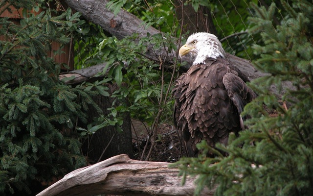 [americanbaldeaglewallpapers_13610_14.jpg]