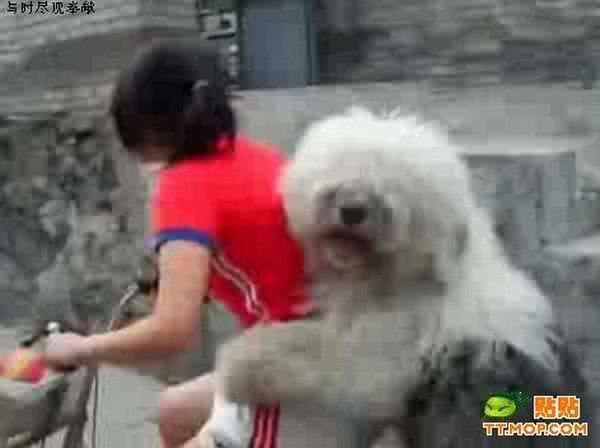 [ride_a_bike_with_a_dog_44.jpg]