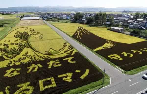 [riceart05600x3874.jpg]