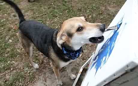 [dog_1504779c4.jpg]