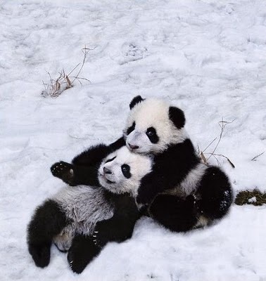 [panda04[3].jpg]