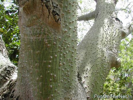 Thorniest Trees