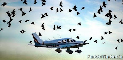 Birds Vs Planes