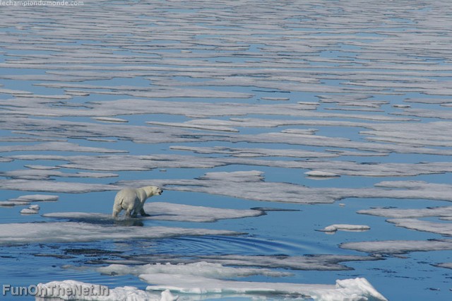 PolarBear