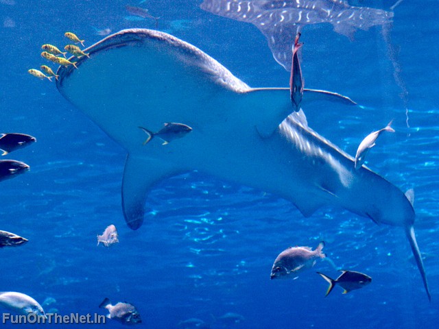 WhaleShark