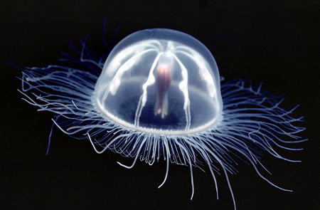 Transparent Jellyfish