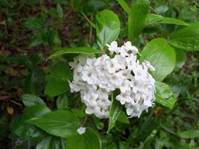 Viburnum burkwoodii flower