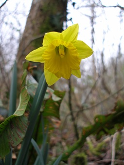 welsh daffodil, narcissus obvallaris
