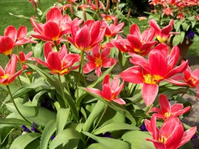 pot of tulips