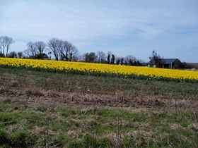 springfields 