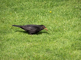 Blackbird collecting worm