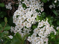 May blossom, Hawthorn, (Crataegus monogyna)