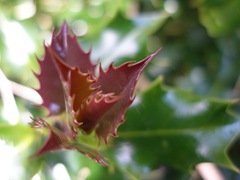 Newly emerging Holly leaves (Ilex aquifolium)