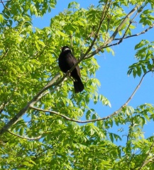 blackbird sat in an Ash tree