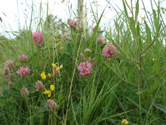 Red Clover growing in the bank.