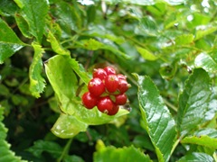Lonicera peryclimenum berries, berries, red berries,lonicera