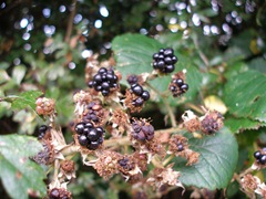 blackberries,rubus fruticosus