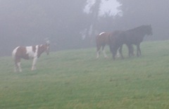 horses wandering in the mist