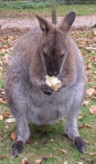 wallaby chewing a cabbage stalk