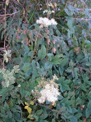 Filipendula ulmaria, meadowsweet, meadowsweet flowering