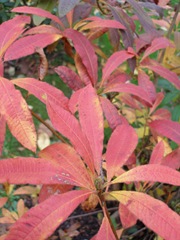 Autumn coloured leaves of Rhododendron luteum