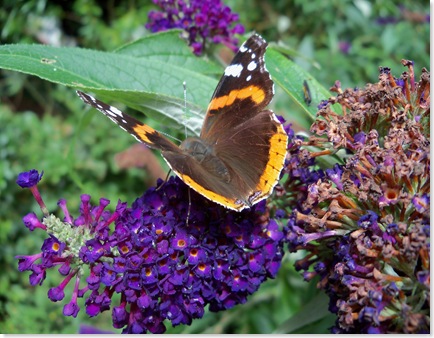 Admiral Butterfly on Buddleia