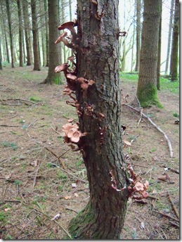 fungus_on_conifer