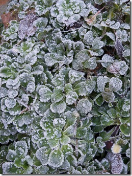 frosted saxifraga rosettes