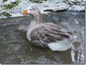goose having a very cold bathe