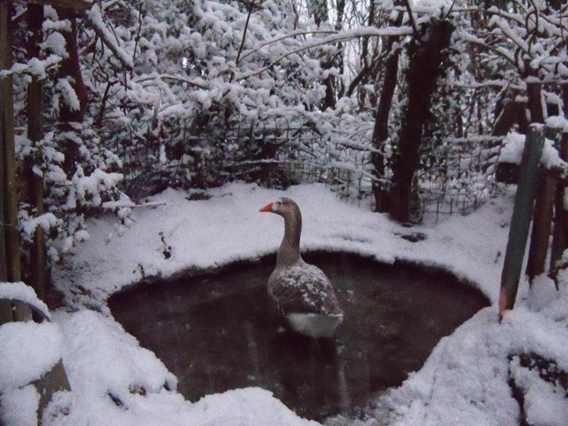 [goose_in_snowy_bath[2].jpg]