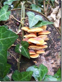 fungi cluster on a stump.