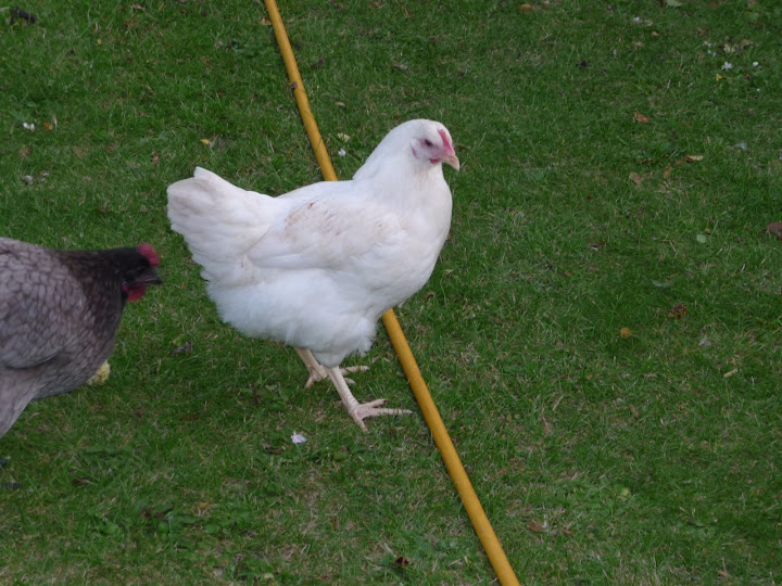 P1000779.JPG