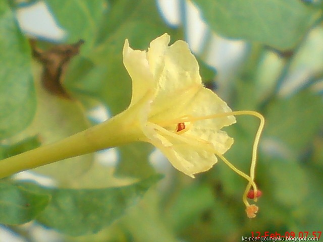 [bungapukul4kuning27776.jpg]