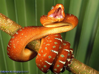 Orange Snake