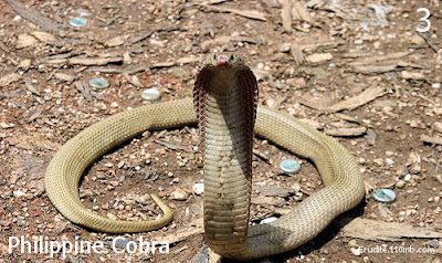 Philippine Cobra Naja Philippinensis