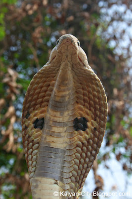Spectacled Cobra Hood Photo
