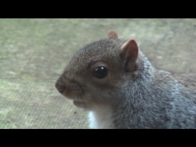 [Squirrel5[3].jpg]