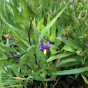 Bittersweet Nightshade