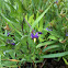 Bittersweet Nightshade