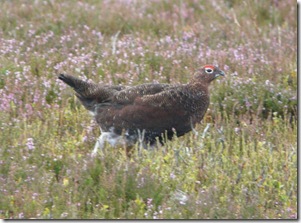 A grouse that forgot to hide