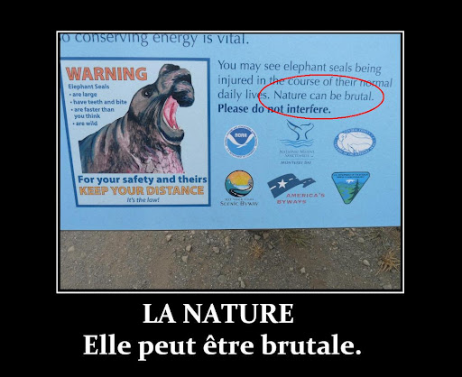 [Image: Ã©lÃ©phant%20de%20mer.JPG]
