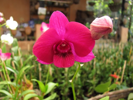 Puerto Vallarta Botanical Gardens orchids