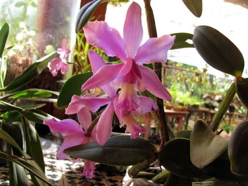 Puerto Vallarta Botanical Gardens orchids
