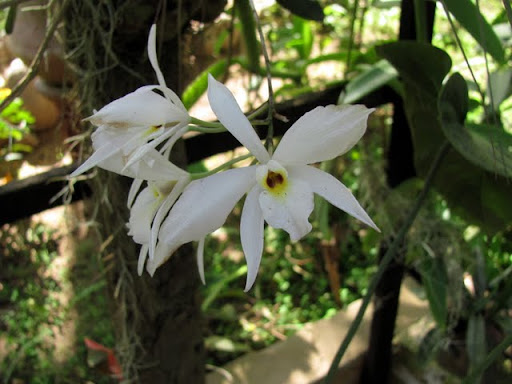 Puerto Vallarta Botanical Gardens orchids