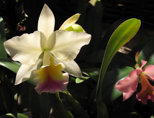 Puerto Vallarta Botanical Gardens orchids