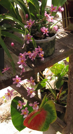 Puerto Vallarta Botanical Gardens orchids